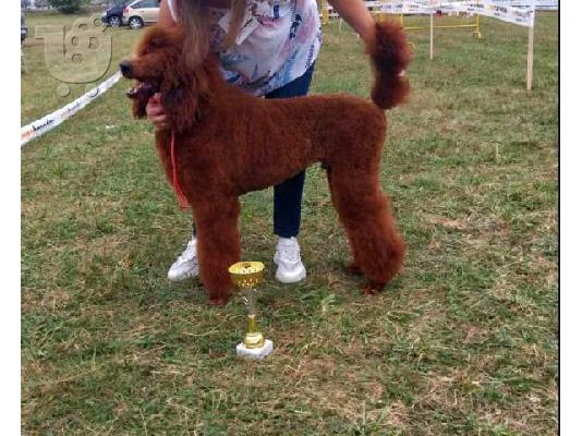 PoulaTo: Royal Poodle κουτάβια